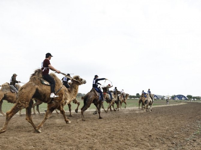 На Всероссийском Сабантуе прошли верблюжьи бега