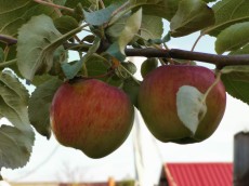 Антоновские яблоки.