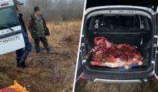 На месте разделки туши мертвого лося в Саратовской области нашли оружие и разрешение на владение им на имя депутата (18+)