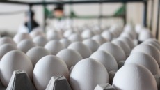 На Чукотке яйца начали продавать по паспорту